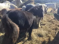 Horse (M), Gypsy horse — photo 3