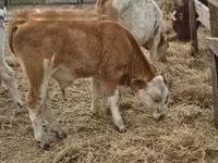 Ng'ombe dume, Simmental cattle — picha 7