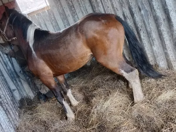 Horse (M), Altai horse