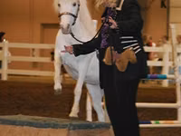 Farasi jike, Miniature horse — picha 6