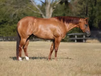 Caballo, Quarter Horse — foto 1