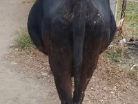 Ng'ombe jike, Russian Black pied cattle — picha 4