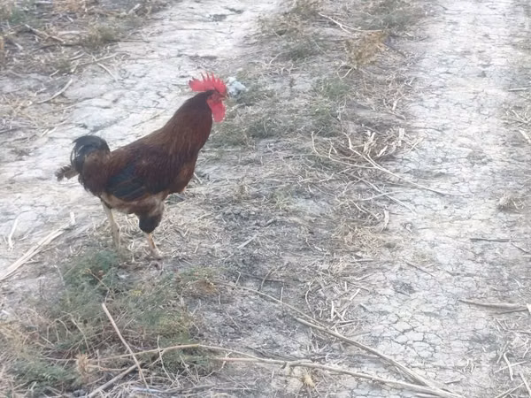 Chickens