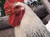 Chickens — picha 1