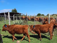 Ng'ombe jike, Aberdeen – Angus — picha 1