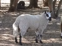 मेढ़ा, Cerry Hill sheep — फ़ोटो 2