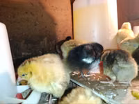 Chickens — photo 6