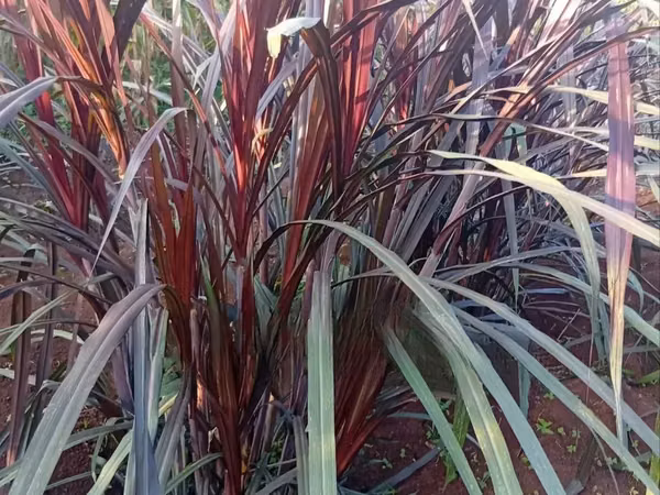 Australian Red Napier (Purple Napier) Cuttings - 100 Pieces