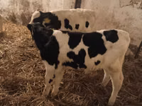 Toro, Russian Black pied cattle — foto 4
