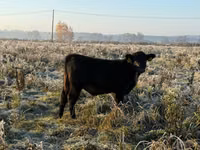 Cow, Hereford — photo 2