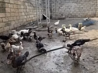 German Pekin — photo 1