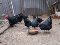 Australorp — photo 8
