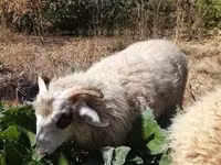 公羊, Racka sheep — 照片 7