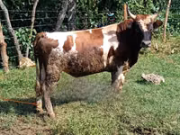 Bulle, Rinder — Foto 2
