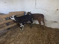 母牛, Cattle — 照片 5