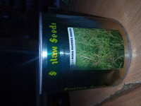 Katambora Rhodes Grass — 照片 3