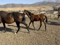 Caballo, Russian Don — foto 4