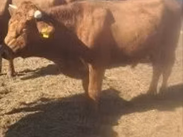 Ng'ombe dume, Ng'ombe wa Limousin