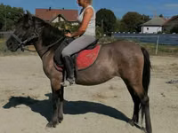 Farasi jike, Polish pony — picha 3