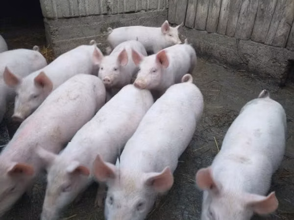Pigs (batch, sex not specified), Pigs