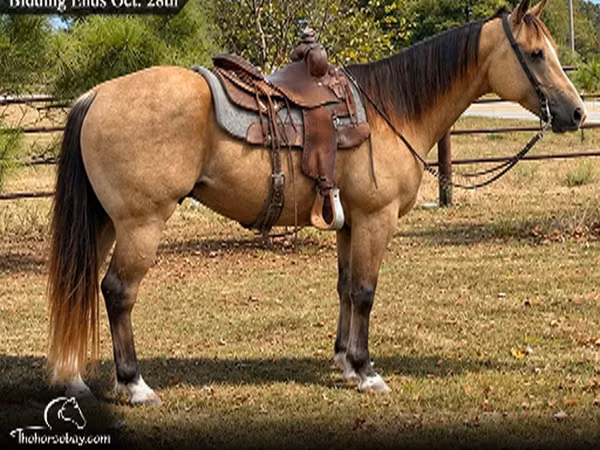 Hengst, Quarter Horse