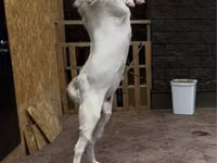 Mbuzi dume, Gulabi goats — picha 2