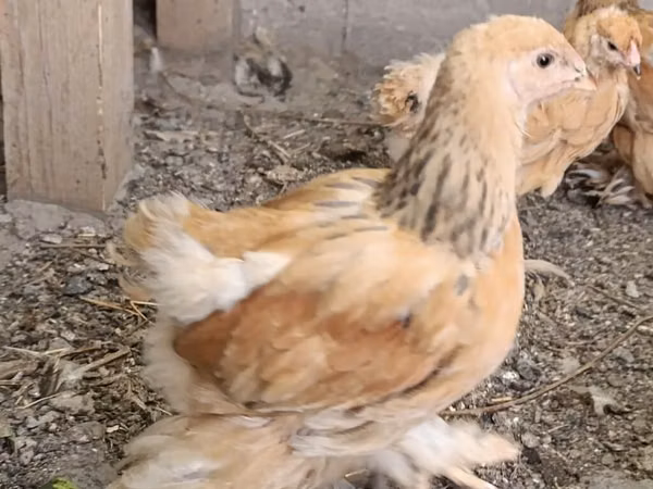 Brahma
