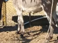 Caballo, Caballos — foto 3