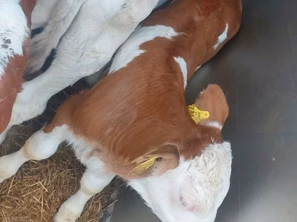 Bull, Simmental cattle