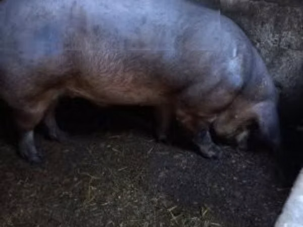 Eber, Schweine