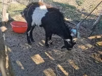 Billy Goat, Pomellata goat — photo 2
