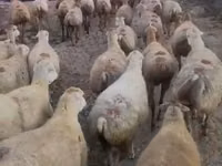 Oveja, Daglıс sheep — foto 1