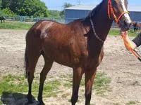 Yegua, Arabian horse — foto 5