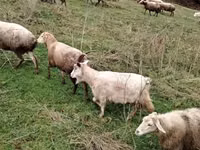 Mbuzi (kikundi, jinsia haijatajwa), Mbuzi — picha 4