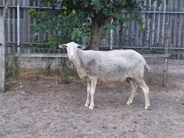 Овца, Лакон овца