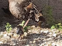 Gallina eslovena plateada — foto 4