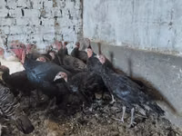 Turkeys — 照片 3
