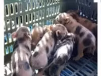 Säue, Schweine — Foto 1