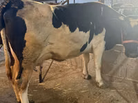 Kuh, Holstein-Rasse — Foto 4
