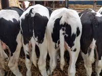 Bull, Red-spotted breed — photo 7