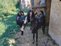 बकरी, Kamori goats — फ़ोटो 3