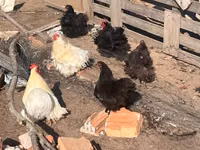 Pekin-Zwerg — Foto 1