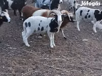 Dume la kondoo, Jacob's sheep — picha 2