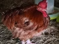 Chickens — picha 3