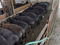 Sheep (batch, sex not specified), Sheep — photo 3