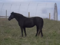 Farasi jike, Black Sea breed — picha 4