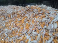 Продаю кукуруза 🌽 Пионер сухой,1кг по 13сом адрес КАРА Балта,40тонна — фото 3