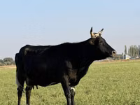 गाय, मवेशी — फ़ोटो 8
