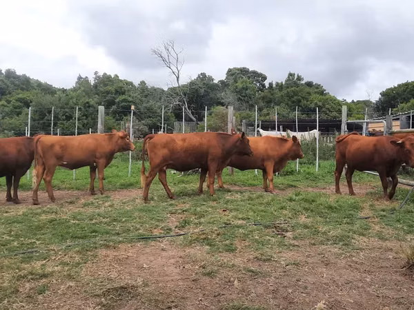 Kuh, Nguni cattle