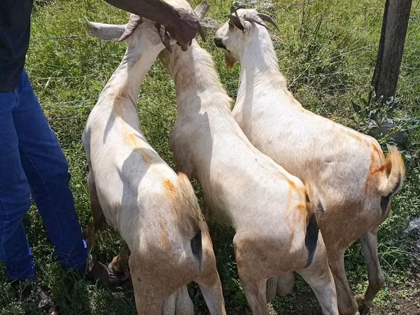 Cabro, Cabras